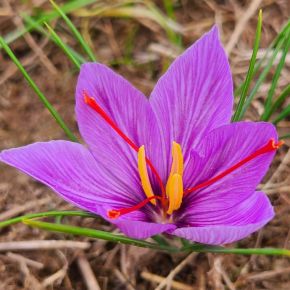 Canadian Saffron Crocus